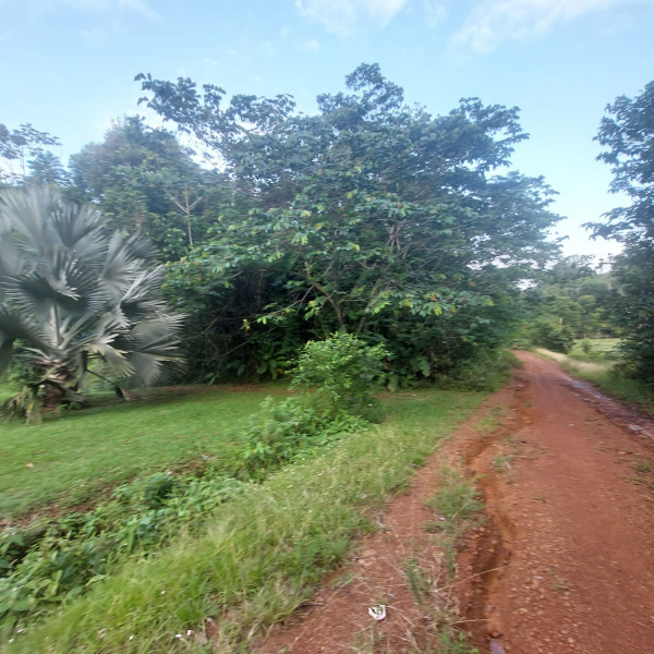 Offres de vente Terrain agricole Montsinéry-Tonnegrande 97356